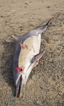 A dolphin is found washed up on Haumoana Beach, Hawkes Bay, New Zealand