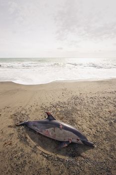 A dolphin is found washed up on Haumoana Beach, Hawkes Bay, New Zealand