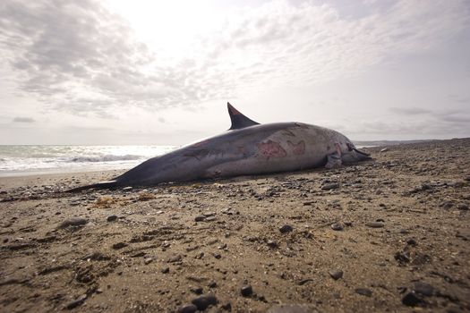 A dolphin is found washed up on Haumoana Beach, Hawkes Bay, New Zealand