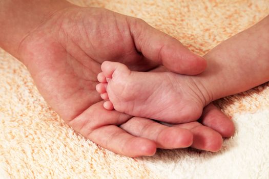 Parents hand hold baby girl legs