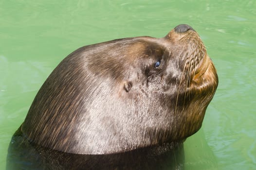 Patagonian Sea Lion (otaria byronia) - landscape orientation