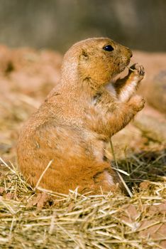 Close up of Prairie Dog (Cynomys) standing on back legs eating grass - portrait orientation
