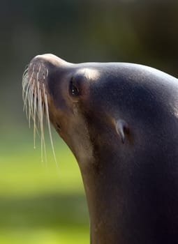 Patagonian Sea Lion (otaria byronia) - portrait orientation