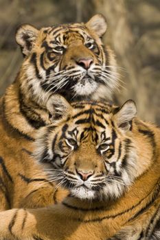 Closeup of Amur Tiger (Panthera tigris altaica)