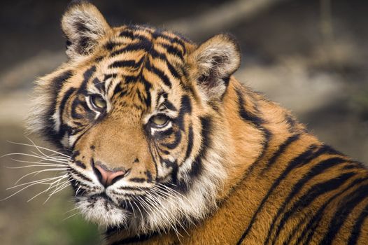 Closeup of Amur Tiger (Panthera tigris altaica)