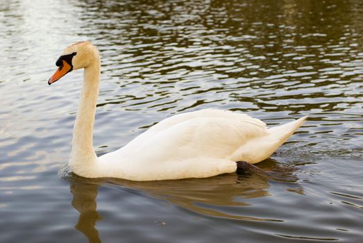 Mute Swan  (Cygnus olor) on lake - landscape orientation