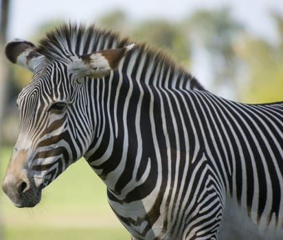 Close up of a Grevys Zebra (Equus grevyi)