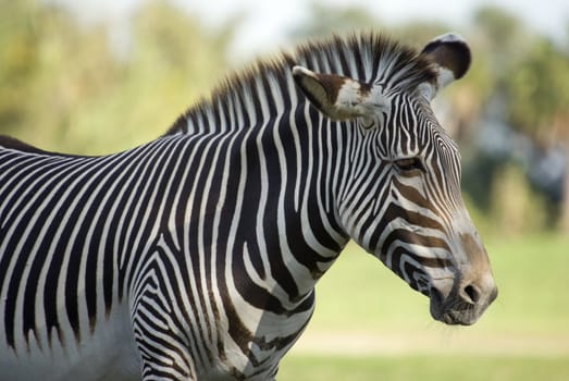 Damara Zebra (equus burchelli antiquorum)  - landscape orientation
