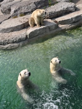 Three polar bears at the zoo are waiting for lunch