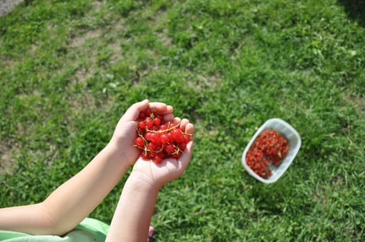 A child is holding red currants in her hands