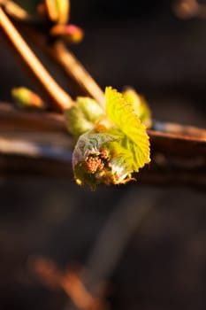 Grape bud in early spring
