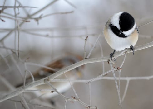 A black-capped chickadee perched on a tree branch.