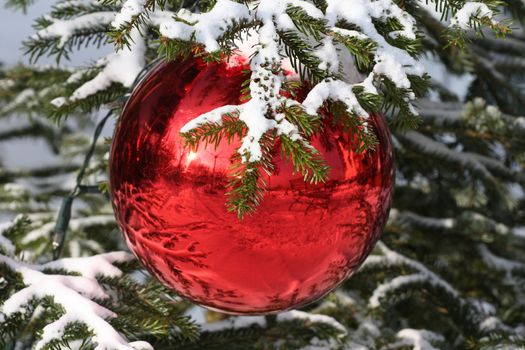 Red Bauble on Christmas Tree with Reflection