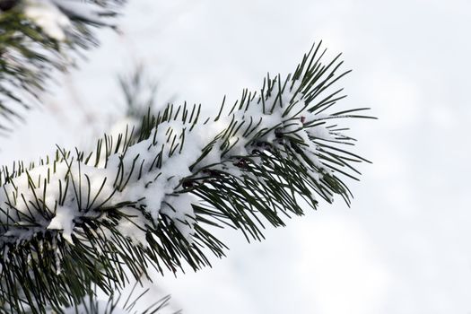 fresh snow on tree branches 