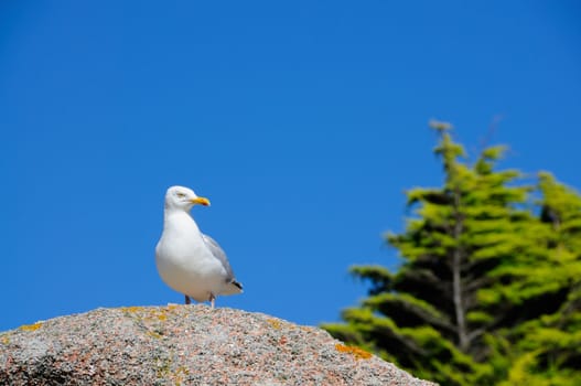 Seagull sitting on granite rock at the cote de granite rose in brittany, france