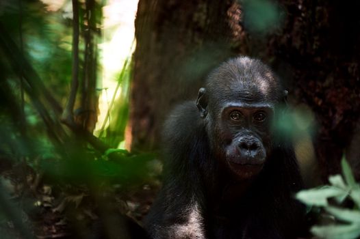 The kid of a lowland gorilla in a native habitat.