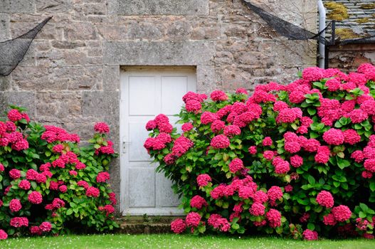 Typical traditional stone house with red hortensia in Brittany, France