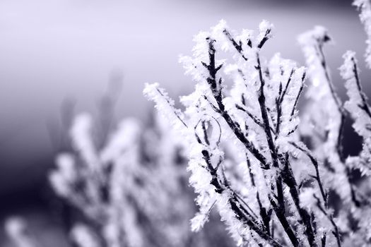 fresh snow on tree branches 