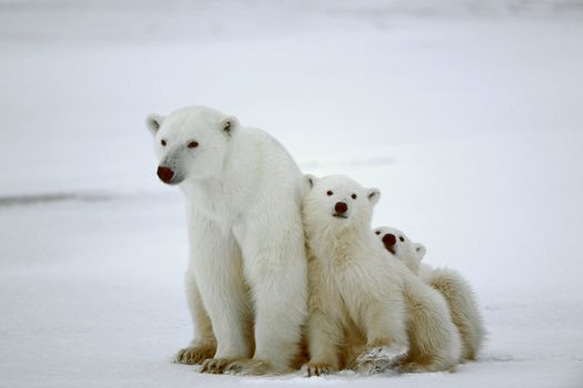 Polar she-bear with cubs. The polar she-bear  with two kids on snow-covered coast.