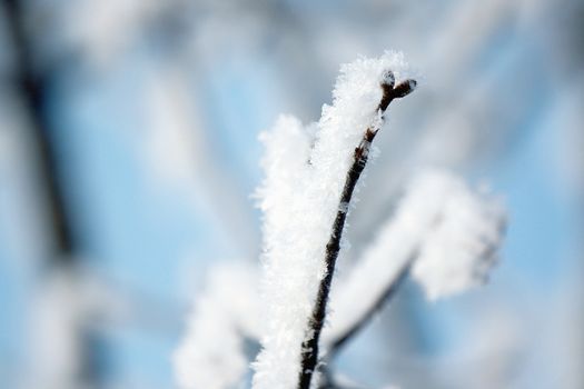 fresh snow on tree branches 