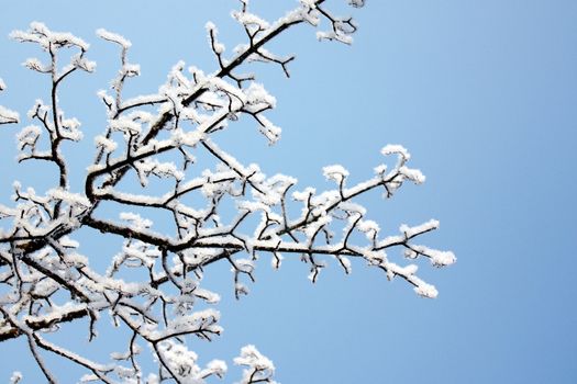 fresh snow on tree branches 