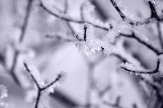 fresh snow on tree branches 