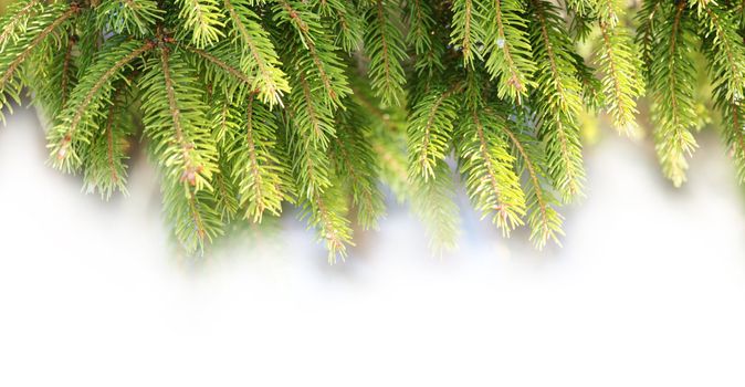 Christmas decoration with pine branches!