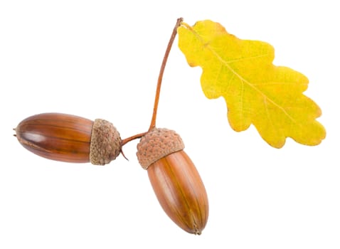 acorns with yellow oak leaf, isolated on white