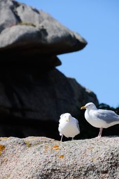 Two seagulls sitting on granite rock at the cote de granite rose in brittany, france