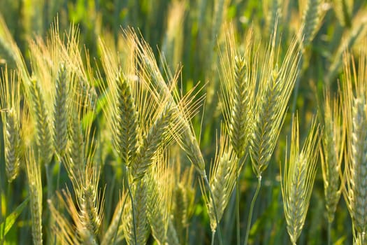 close-up ears of wheat in field, selective focus