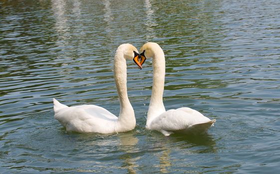 two white swans in love swimming on lake