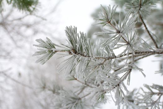 close-up branch of pine, covered with hoar-frost