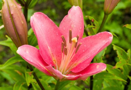 close-up pink lily with drops of water