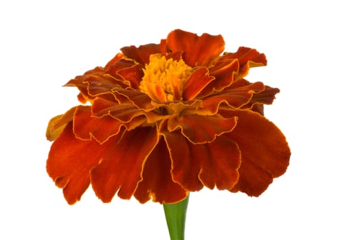 close-up single spreading marigold, isolated on white