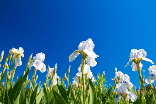 white irises against blue sky