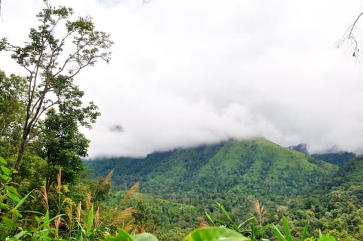 "poo soi dao" national park, thailand