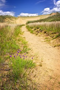 Landscape of Spirit Sands dunes in Spruce Woods Provincial Park, Manitoba, Canada