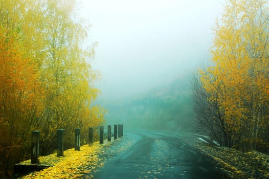 Fascinating scenery of golden trees in a foggy autumn morning