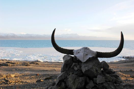 Landscape of a yak skull at the lakeside in Tibet