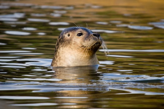 Rescued Harbour Seal (Phoca Vitulina) pup with head above water