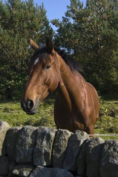 Close up of stallion in Peak District National Park 
