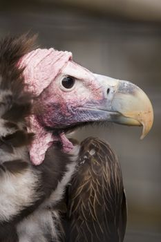 Close up of Lappet Faced Vulture (torgos tracheliotus)