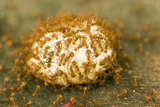 Leafcutter ants (Acromyrmex) - landscape orientation