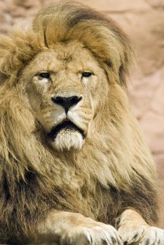 Close up of Lion (Panthera leo) - portrait orientation