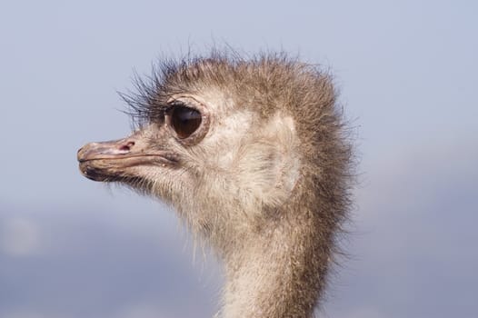Close up of head of Ostrich (Struthio camelus) - landscape orientation