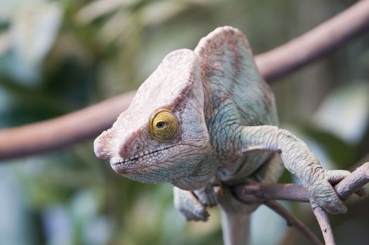 Parsons Chameleon (Chamaeleo parsonii) - landscape orientation