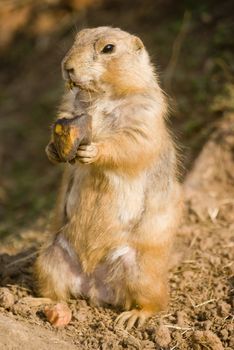 Close up of Prairie Dog (Cynomys) standing on back legs eating banana - portrait orientation