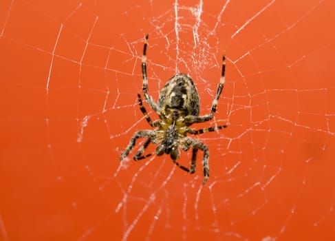 Macro of Spider spinning web - landscape orientation