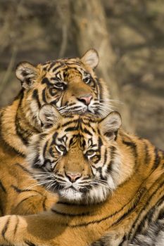 Closeup of Amur Tiger (Panthera tigris altaica)