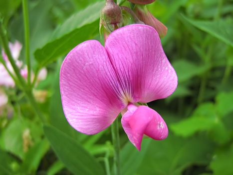 A photograph of a pink flower in a field.